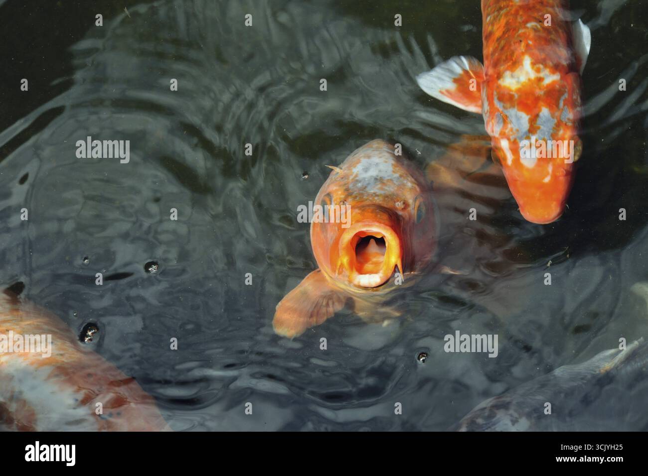 Hungriger roter Karpfen Stockfoto