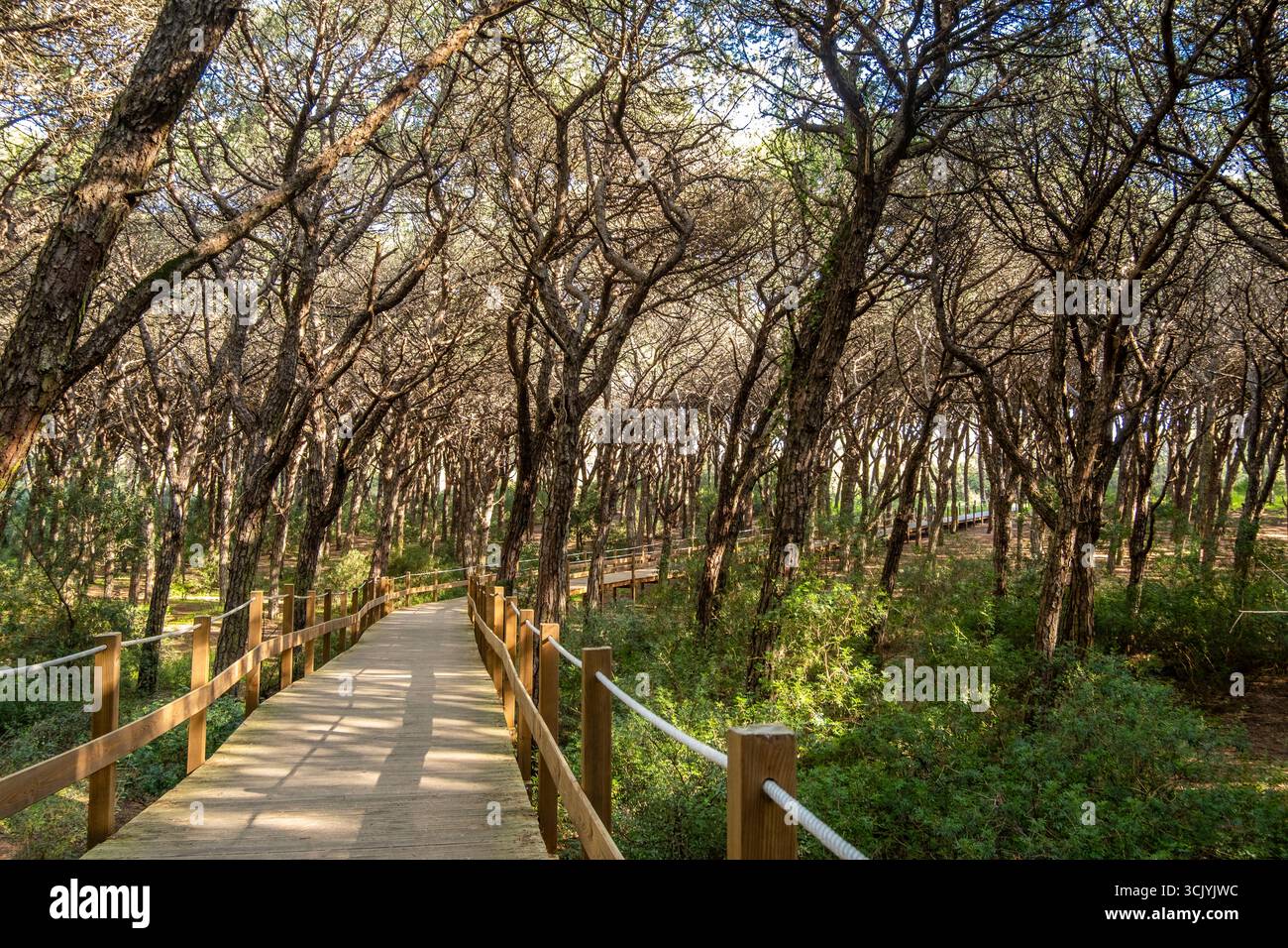 Naturpark, Holzpfad durch einen Küstenwald von Caparica. Stockfoto