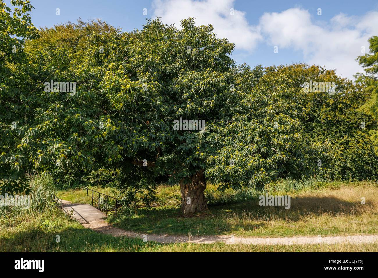 Alte Kastanienbäume im Naturschutzgebiet de Manteling bei Domburg, Zeeland, Niederlande. alte Kastanie im Naturschutzgebiet Manteling bei Domburg, Stockfoto