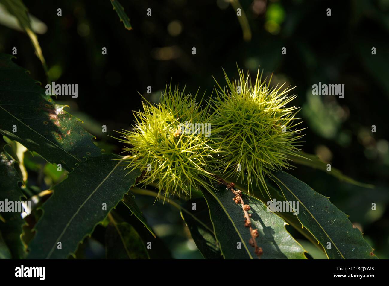 Alte Kastanienbäume im Naturschutzgebiet de Manteling bei Domburg, Zeeland, Niederlande. alte Kastanie im Naturschutzgebiet Manteling bei Domburg, Stockfoto