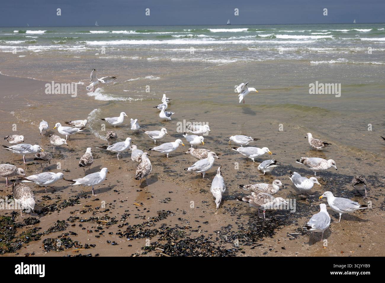 Möwen picken Muscheln am Strand in Oostkapelle auf der Halbinsel Walcheren, Zeeland, Niederlande. Möwen picken Muscheln am Strand von Oostkapell Stockfoto