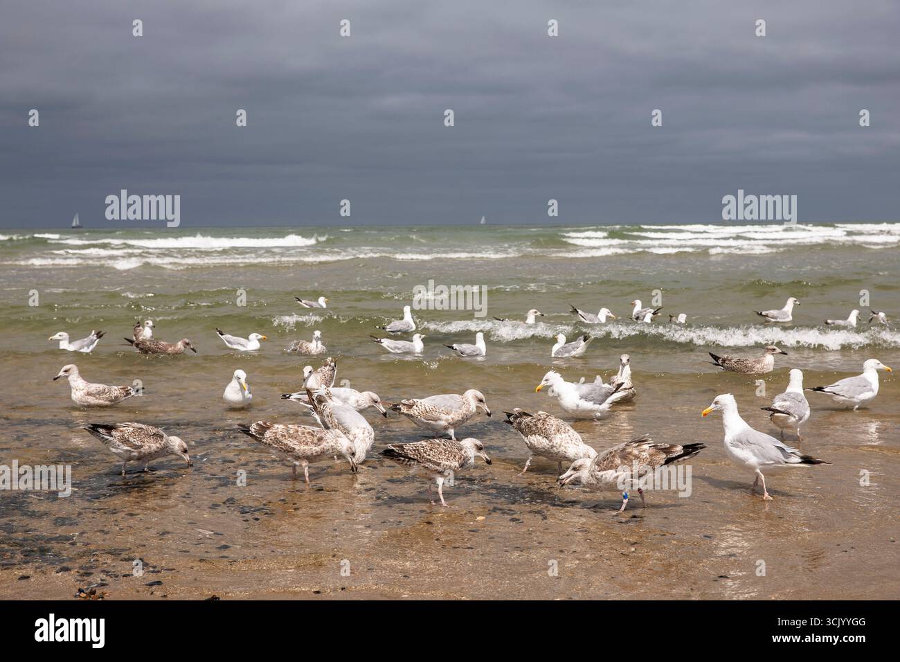 Möwen picken Muscheln am Strand in Oostkapelle auf der Halbinsel Walcheren, Zeeland, Niederlande. Möwen picken Muscheln am Strand von Oostkapell Stockfoto