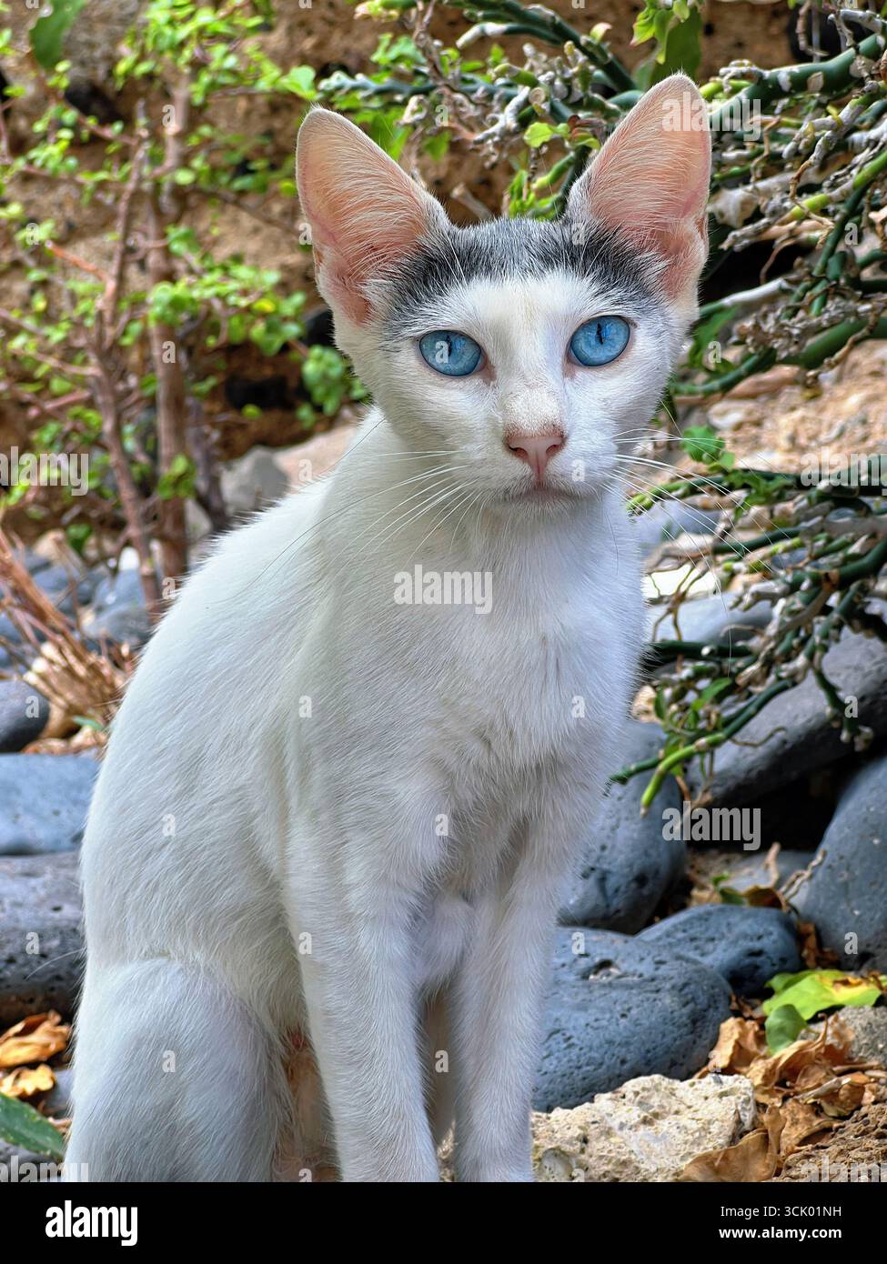 Weiße Katze mit blauen Augen, die draußen zwischen Felsen und Pflanzen sitzt. Stockfoto