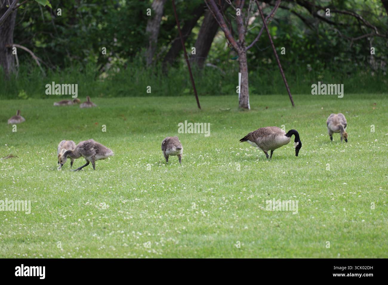 Erwachsene Kanadische Gänse und vier Gänse, die auf satten grünen Rasenflächen mit Gras und Klee grasen Stockfoto