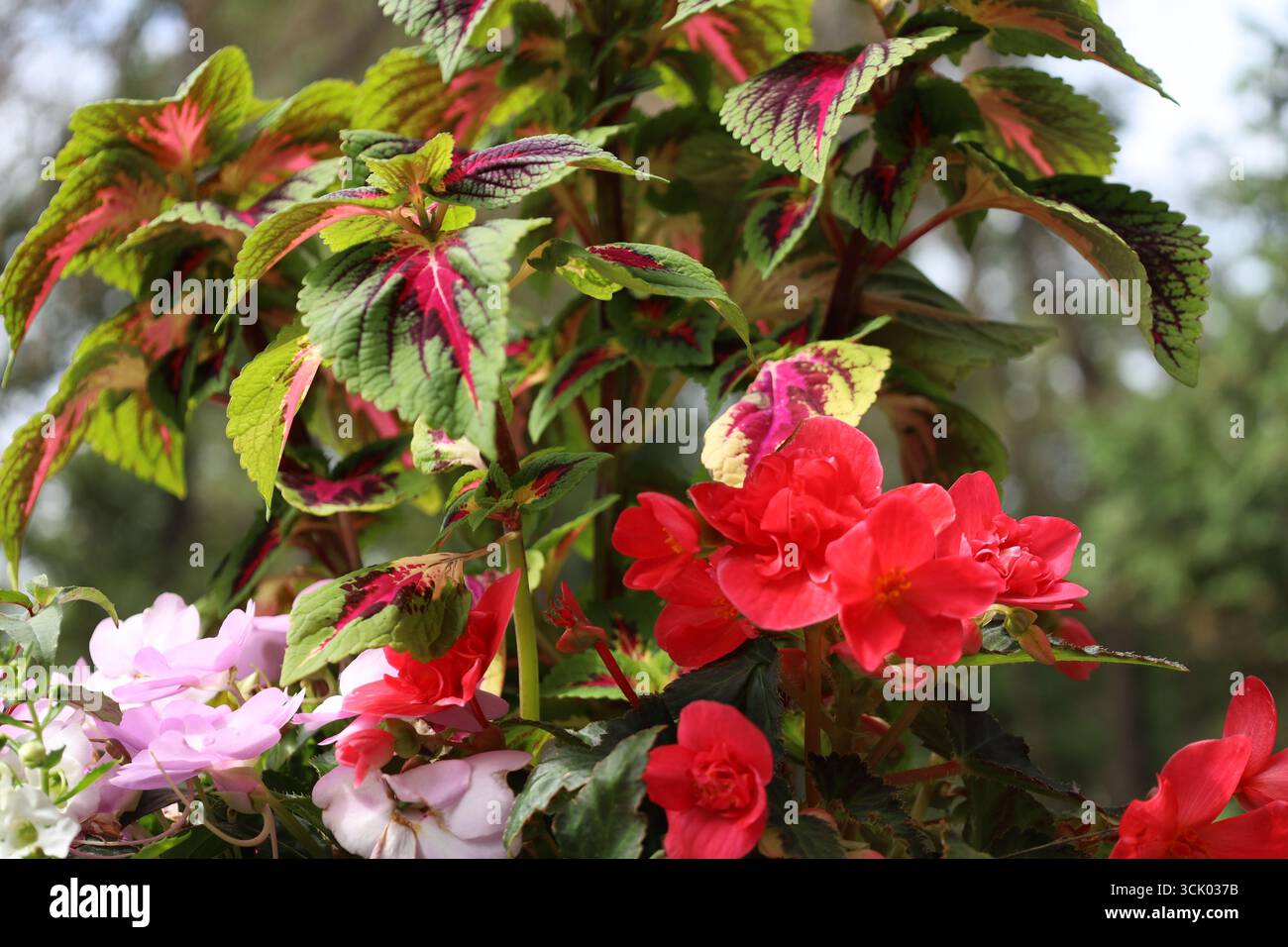 Hellrote Blüten mit großen grünen, burgunderroten Blättern Stockfoto