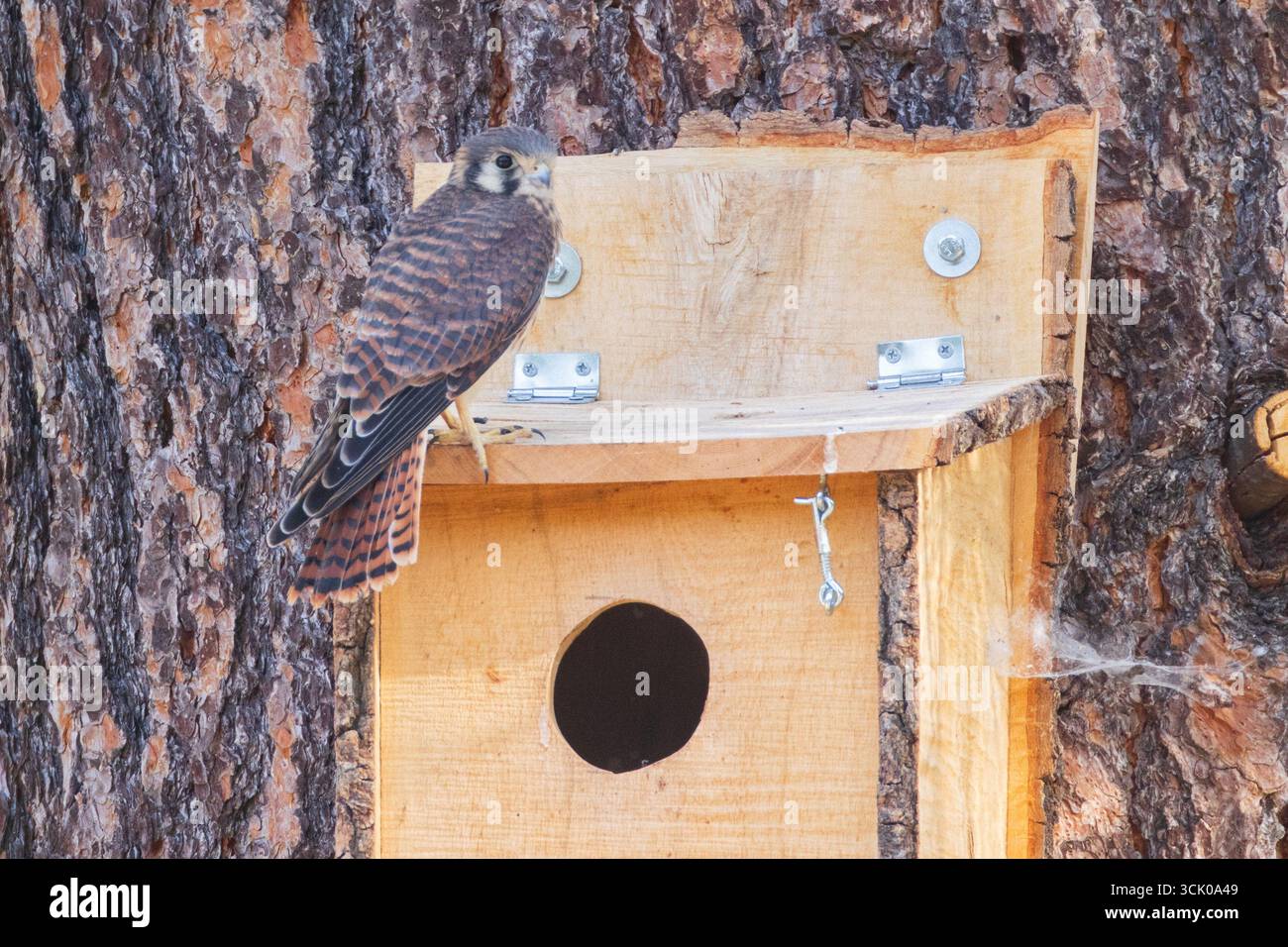 Falco sparverius (Jungfalke) sitzt auf einem hölzernen Nestkasten im Lassen County, Kalifornien. Stockfoto
