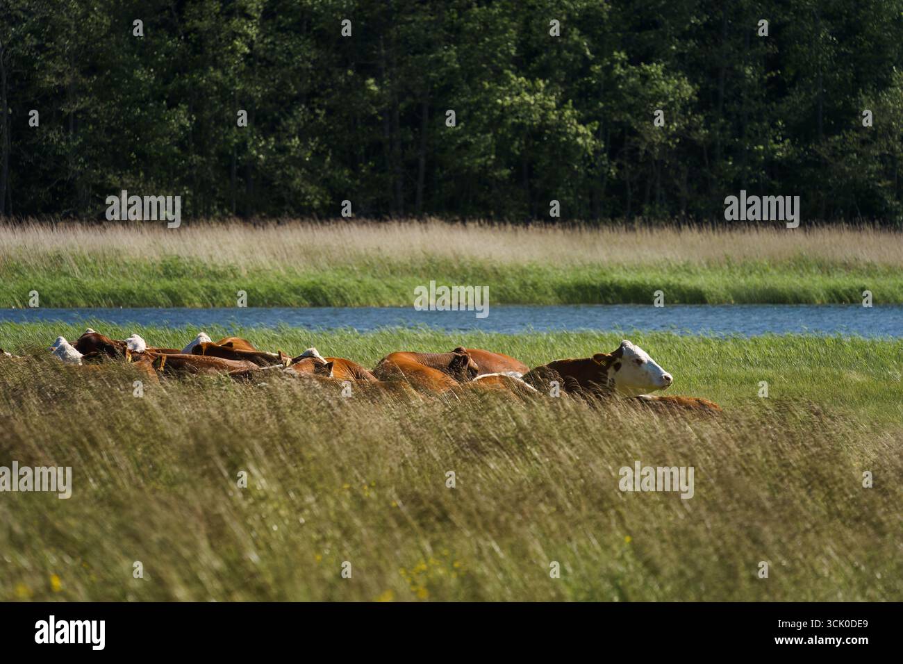 Kühe ruhen auf einer Wiese neben einem See Stockfoto