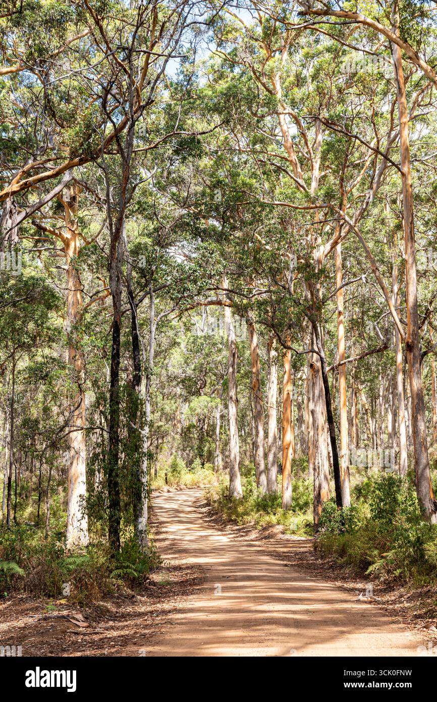 Boranup Drive, eine Schotterstraße durch den Karri-Wald in der Nähe von Boranup, Margaret River Region, Shire of Augusta in der SW Region von Western Australia, WA Stockfoto