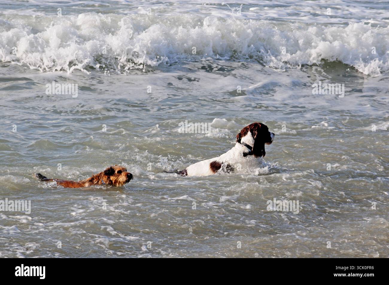 Zwei Hunde schwimmen im Meer. Stockfoto