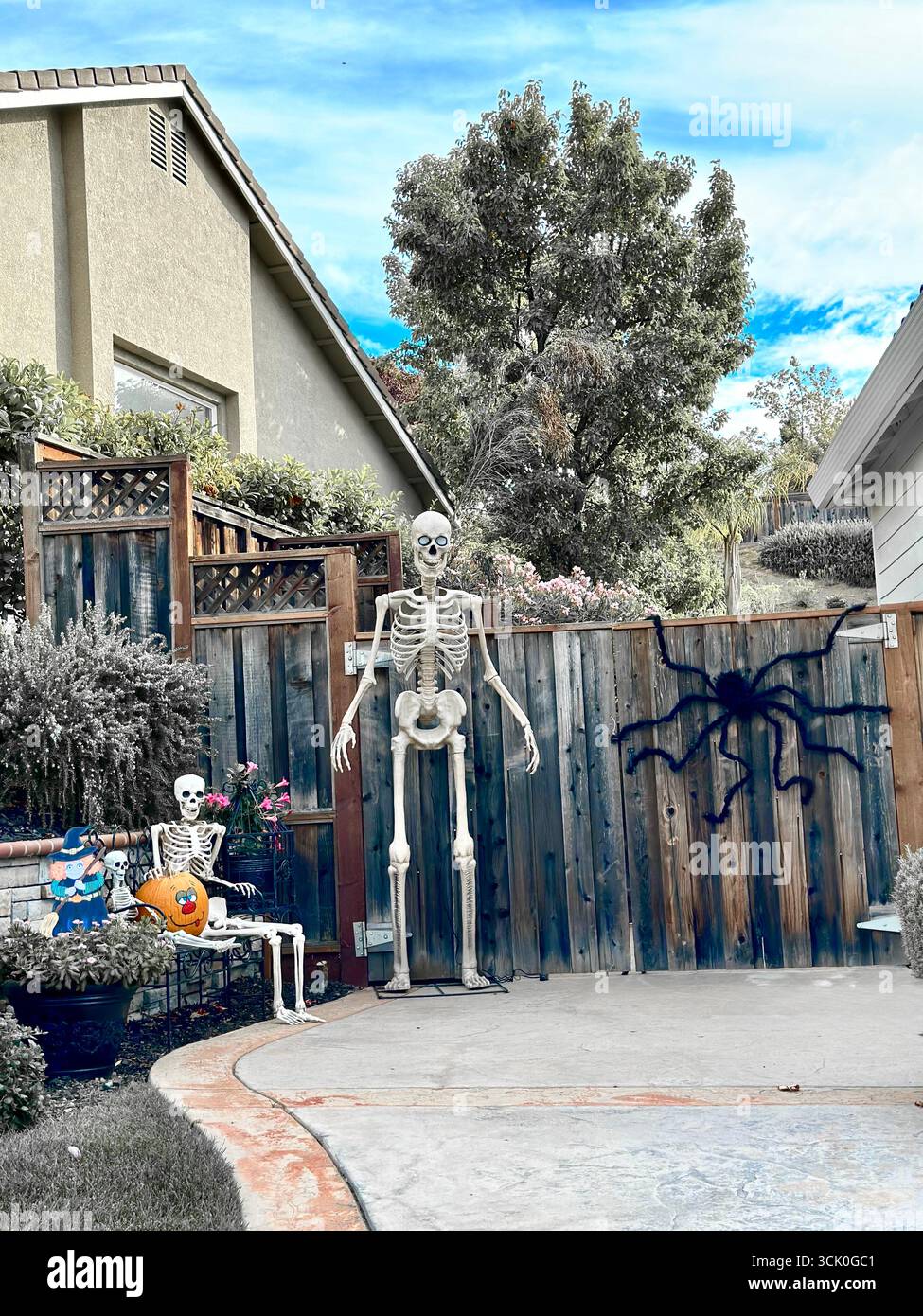 Halloween-Skelett-Figuren, eine riesige schwarze Spinne und ein geschmückter Kürbis in einem Wohnhof vor einem Holzzaun. - Smartphone-aufgenommenes Stockfoto