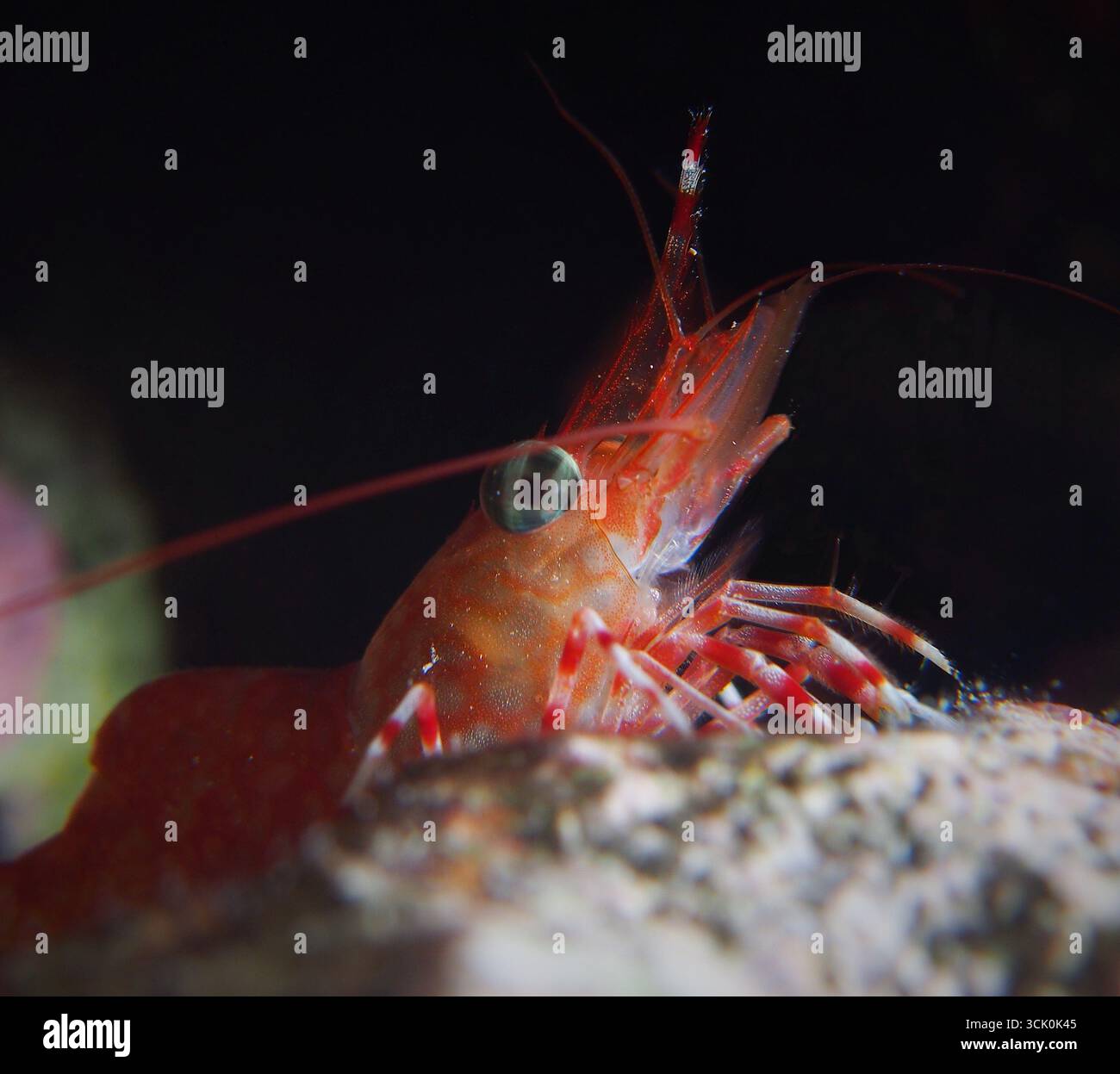 Cinethorhynchus reticulatus Stockfoto