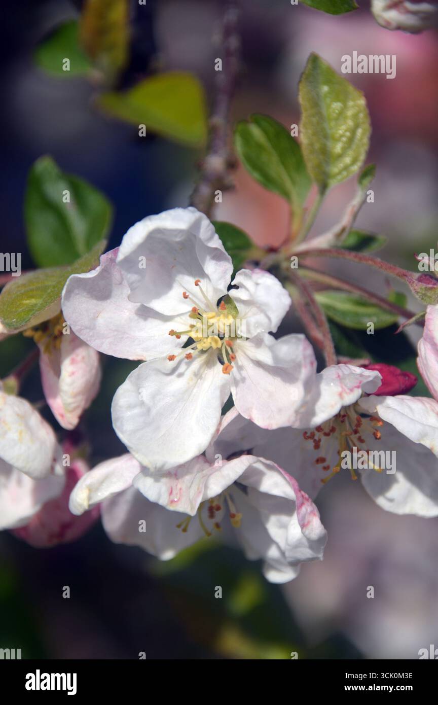Rosa/weiße Krabbenapfel (Malus Evereste) Blumen im RHS Garden Harlow Carr, Harrogate, England, Großbritannien. Stockfoto