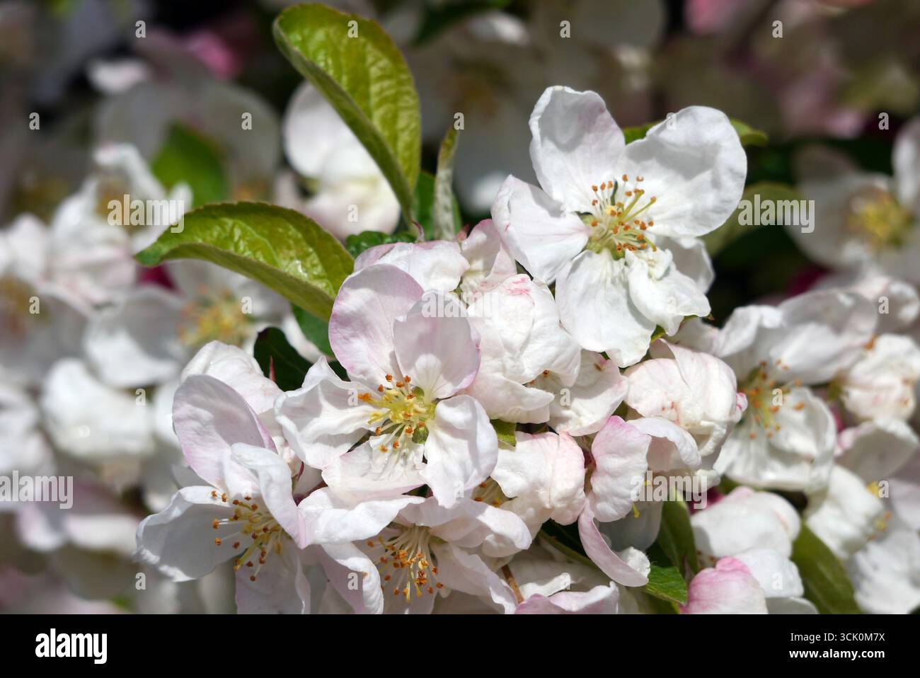 Rosa/weiße Krabbenapfel (Malus Evereste) Blumen im RHS Garden Harlow Carr, Harrogate, England, Großbritannien. Stockfoto