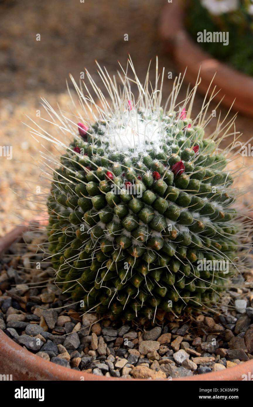 Kaktus im blumentopf -Fotos und -Bildmaterial in hoher Auflsung  Alamy