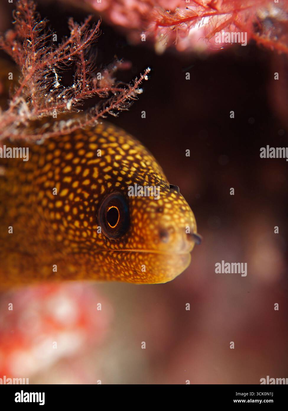 Gymnothorax miliaris - goldene Muräne Stockfoto