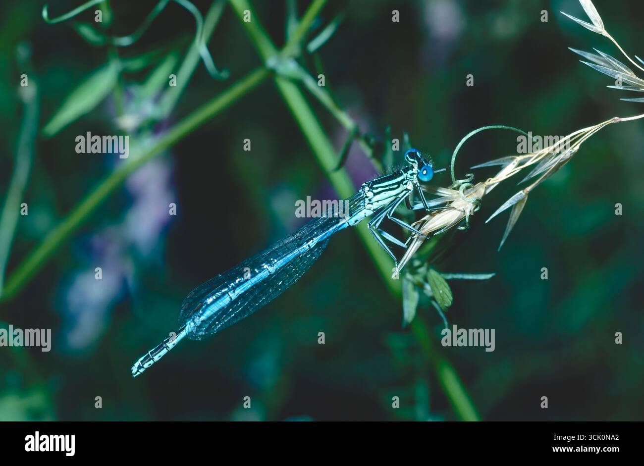 White-legged damselfly (Platycnemis pennipes) Stockfoto
