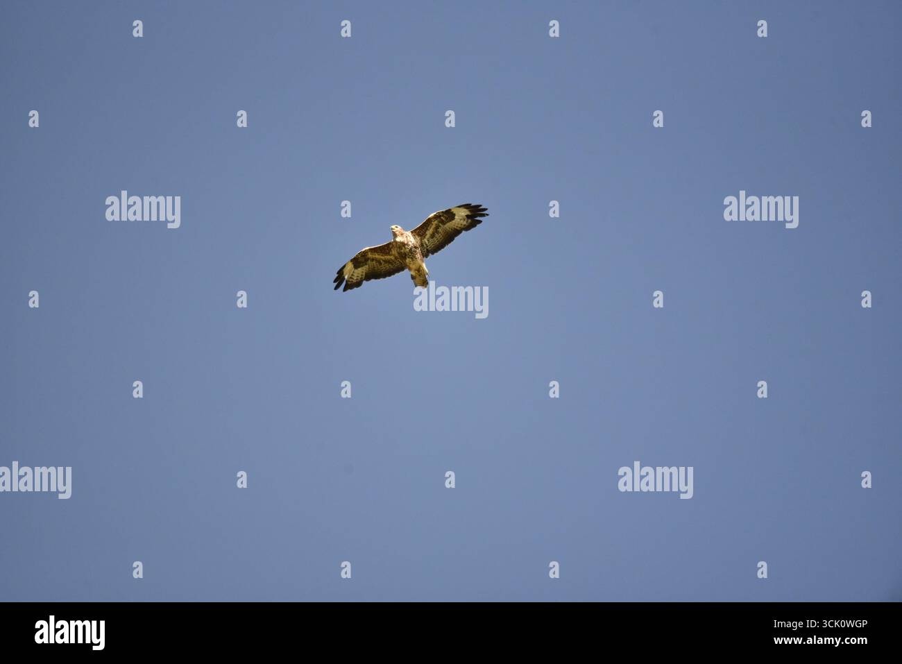 Common Bussard (Buteo buteo), der als Flying Towards Camera, Beak Open and Wings Spread bezeichnet wird, aufgenommen in Mitte Wales, Großbritannien im September Stockfoto