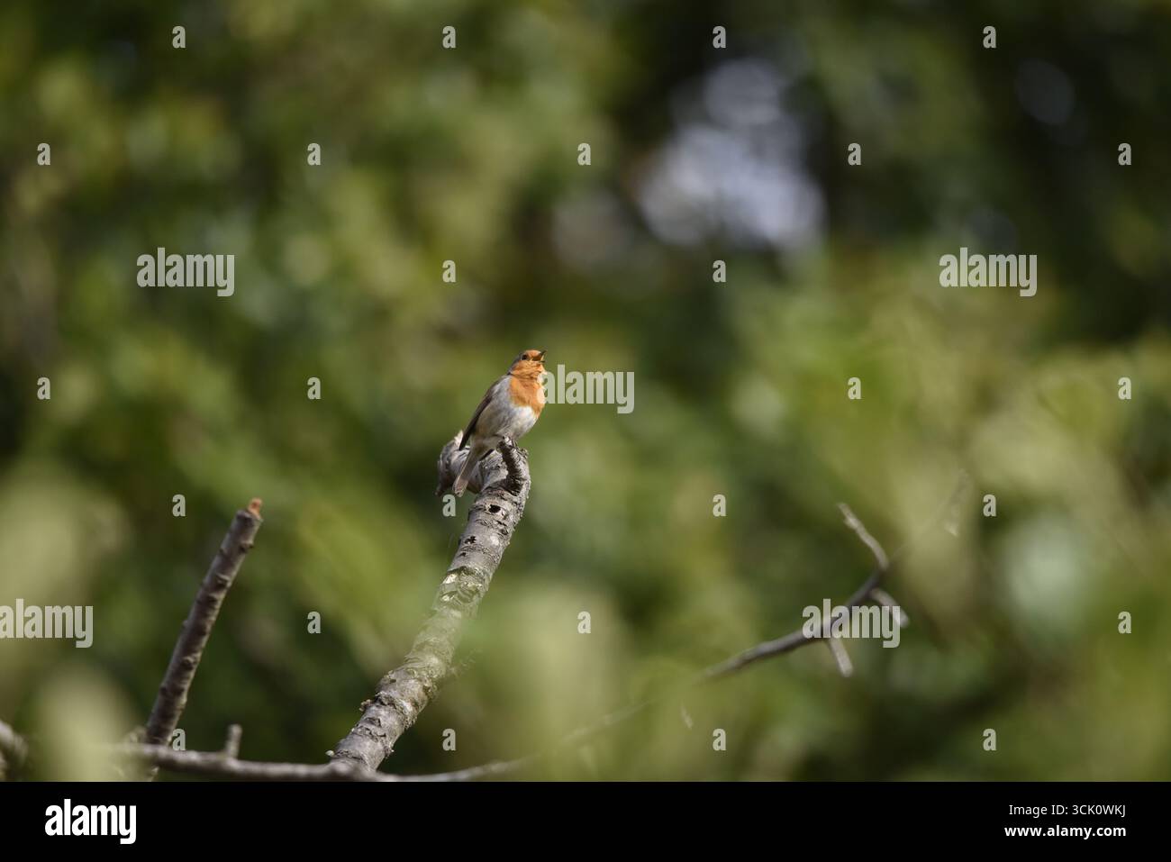 Europäischer Robin (Erithacus rubecula) singt im rechten Profil, auf einem Zweig links vom Bild, Raum rechts, vor einem sonnigen, grünen Hintergrund Stockfoto