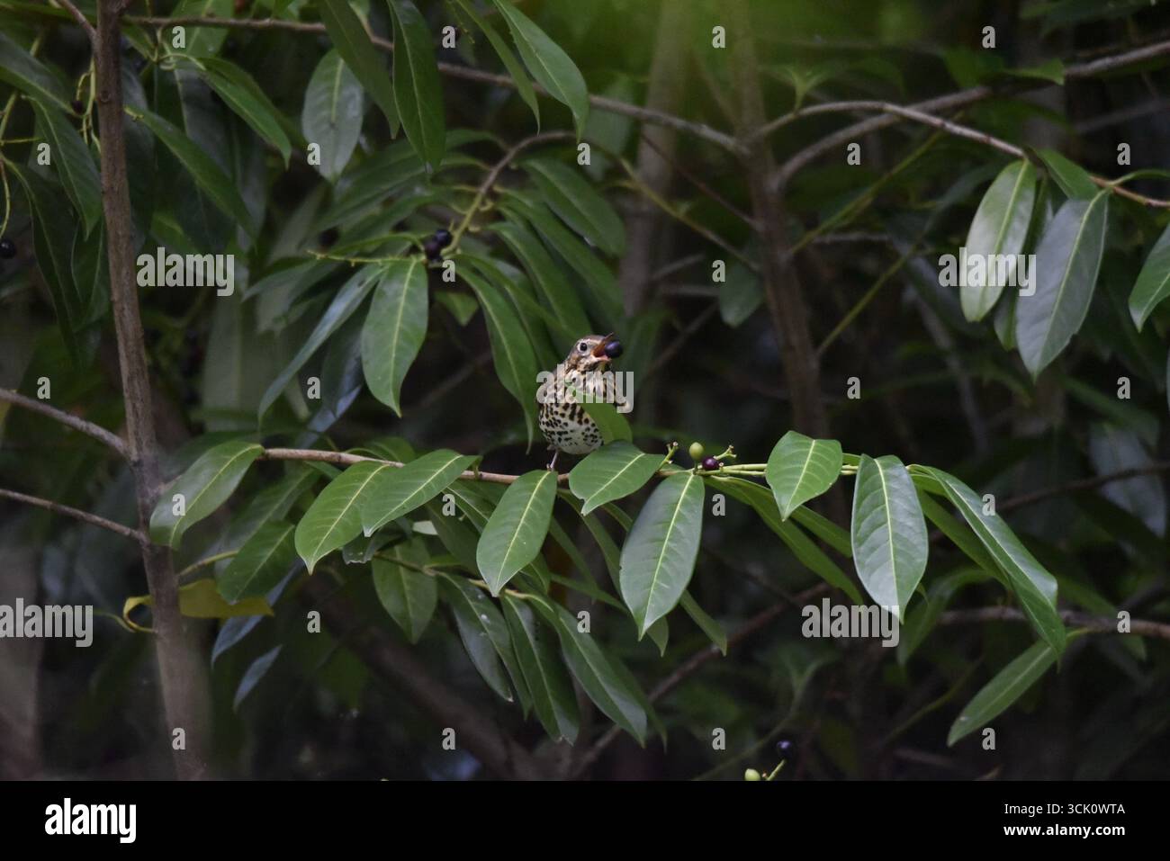 Song Thrush (Turdus philomelos) mit Blick auf die Kamera auf einem Lorbeerzweig mit reifer schwarzer Lorbeerbeere in Beak, Kopf nach rechts gedreht, aufgenommen in Wales, Großbritannien Stockfoto