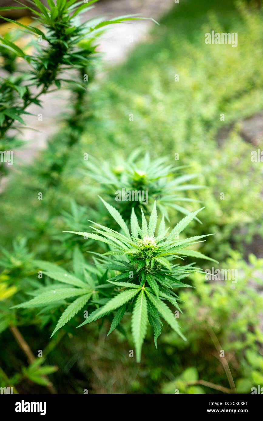 Ein genauer Blick auf die Blütenstempel und Trichome einer weiblichen Cannabispflanze Eine botanische Studie Stockfoto