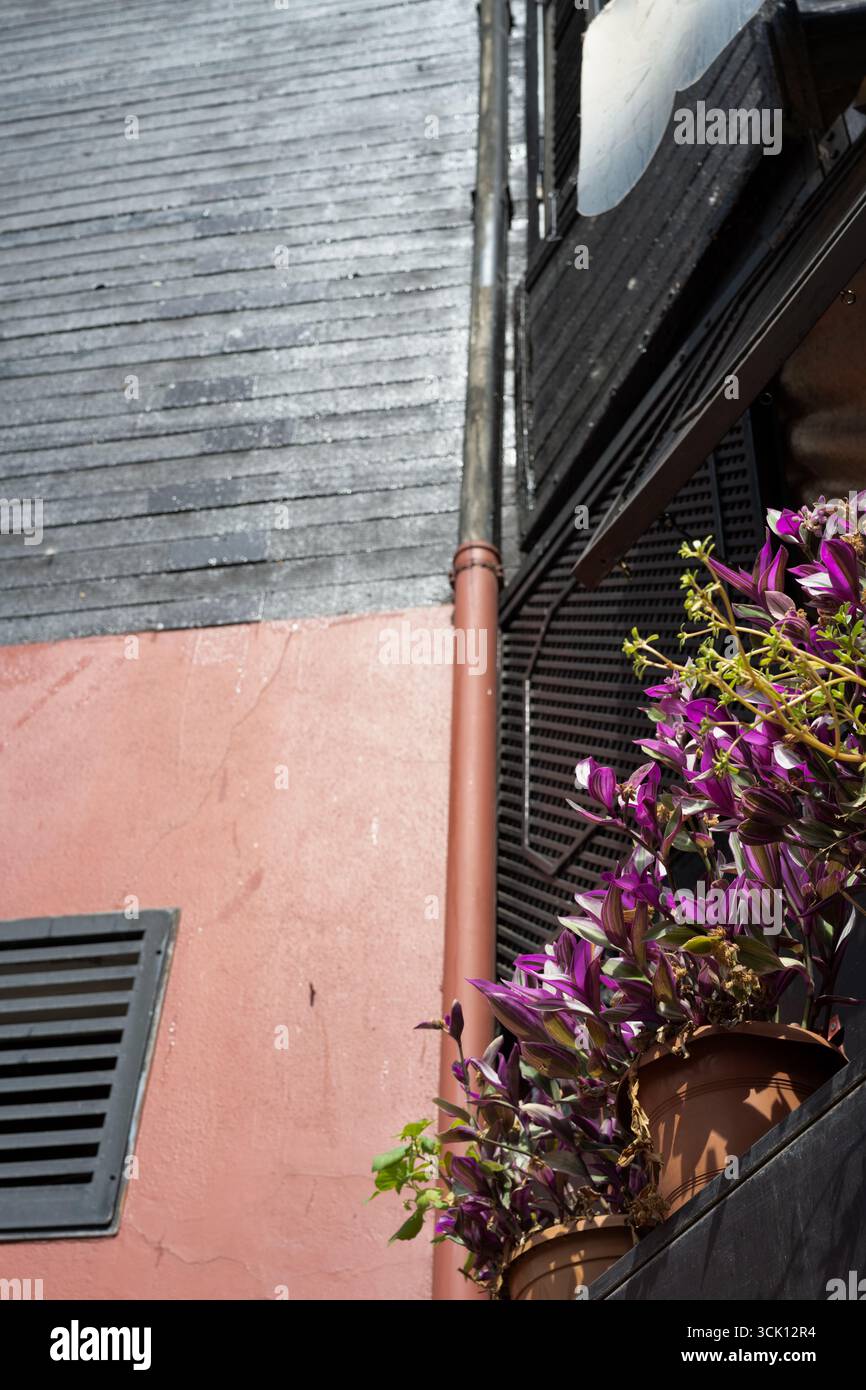 Violette Tradescantia-Pflanzen gegen den blauen Himmel – lebendiges Laub im Sonnenlicht Stockfoto