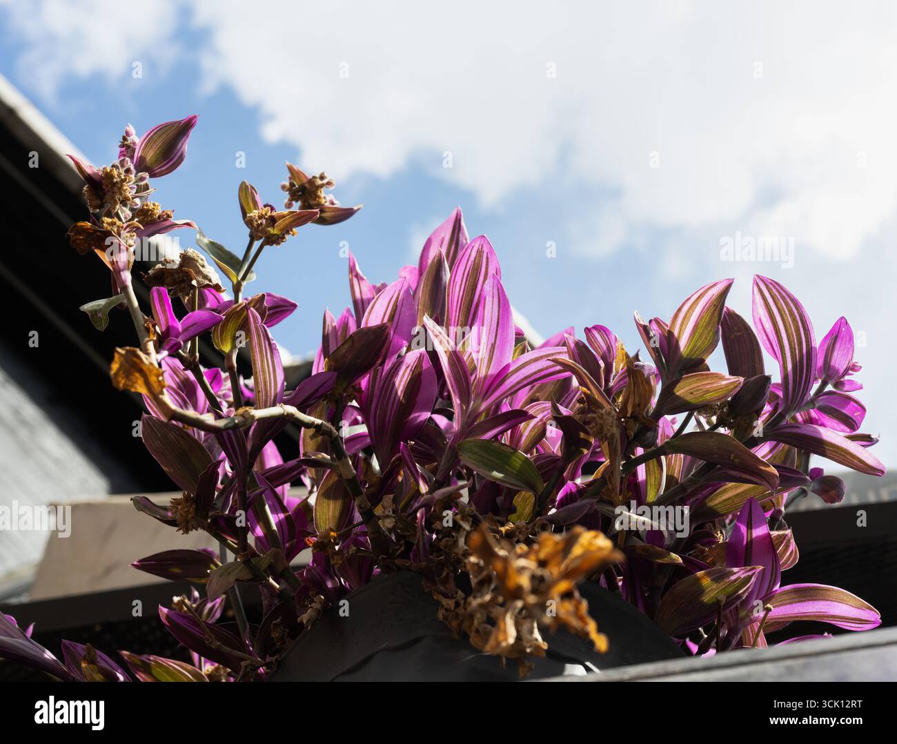 Violette Tradescantia-Pflanzen gegen den blauen Himmel – lebendiges Laub im Sonnenlicht Stockfoto