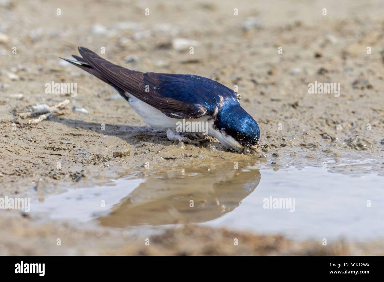 Gemeindehaus martin / Nordhaus martin (Delichon urbicum) sammelt Schlamm im Schnabel aus der Pfütze, um im Frühjahr Nest zu bauen Stockfoto