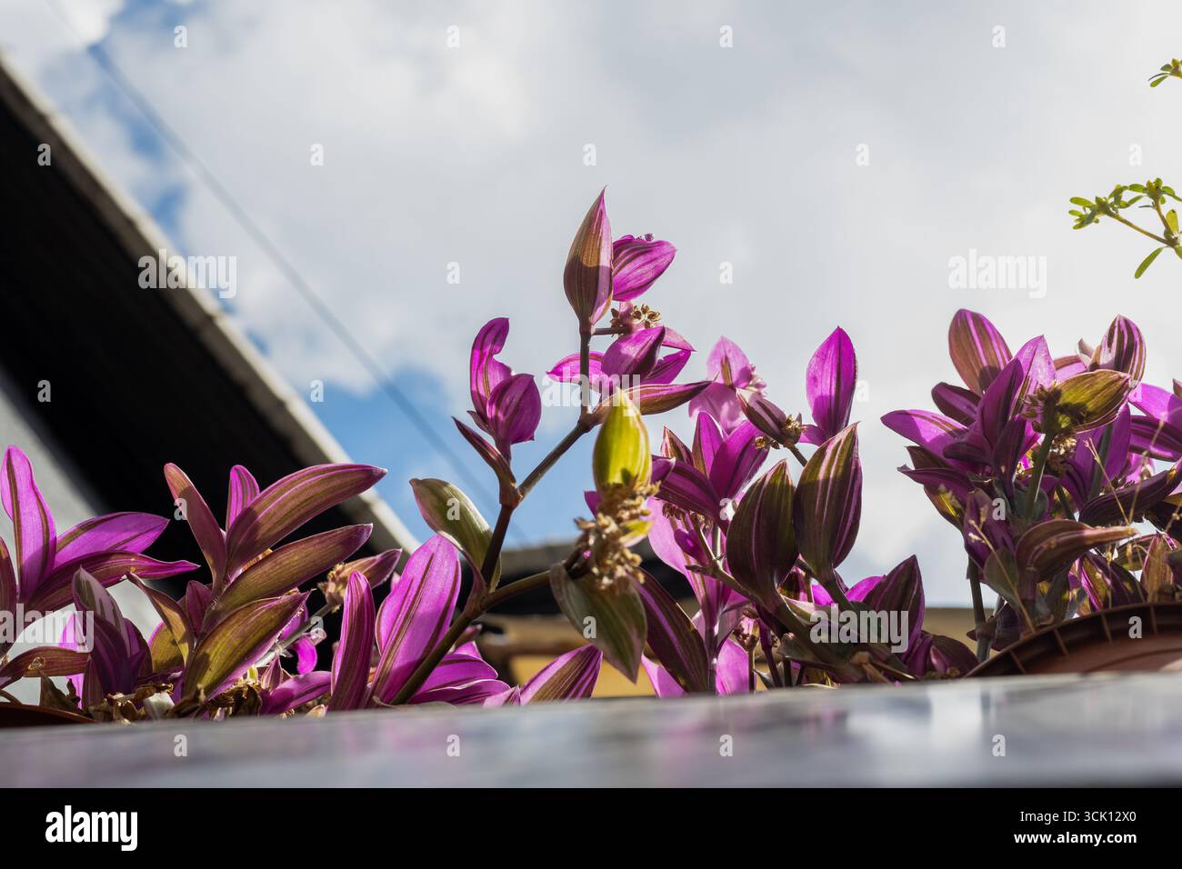 Violette Tradescantia-Pflanzen gegen den blauen Himmel – lebendiges Laub im Sonnenlicht Stockfoto
