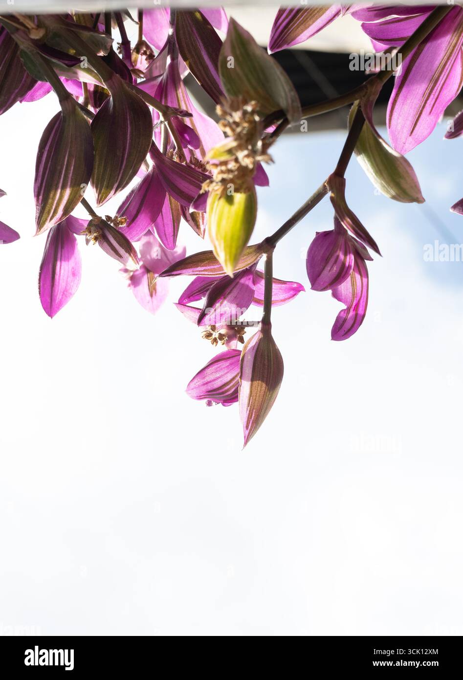 Violette Tradescantia-Pflanzen gegen den blauen Himmel – lebendiges Laub im Sonnenlicht Stockfoto