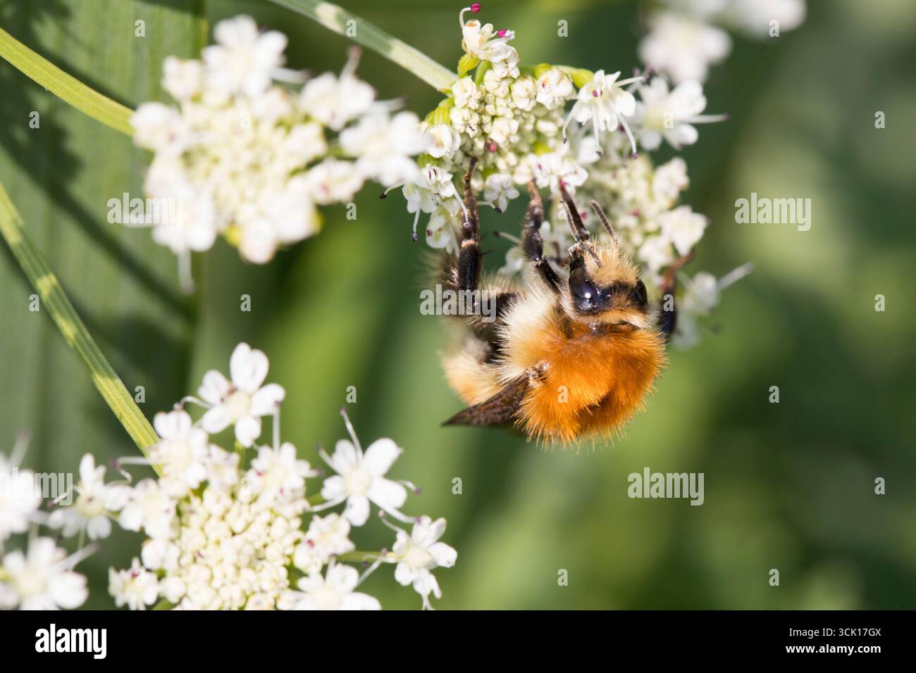 Braune Carder Bumblebee (Bombus humilis) Königin, die sich an Hedge Petersilie ernährt. Carmarthenshire, Wales. Mai. Stockfoto