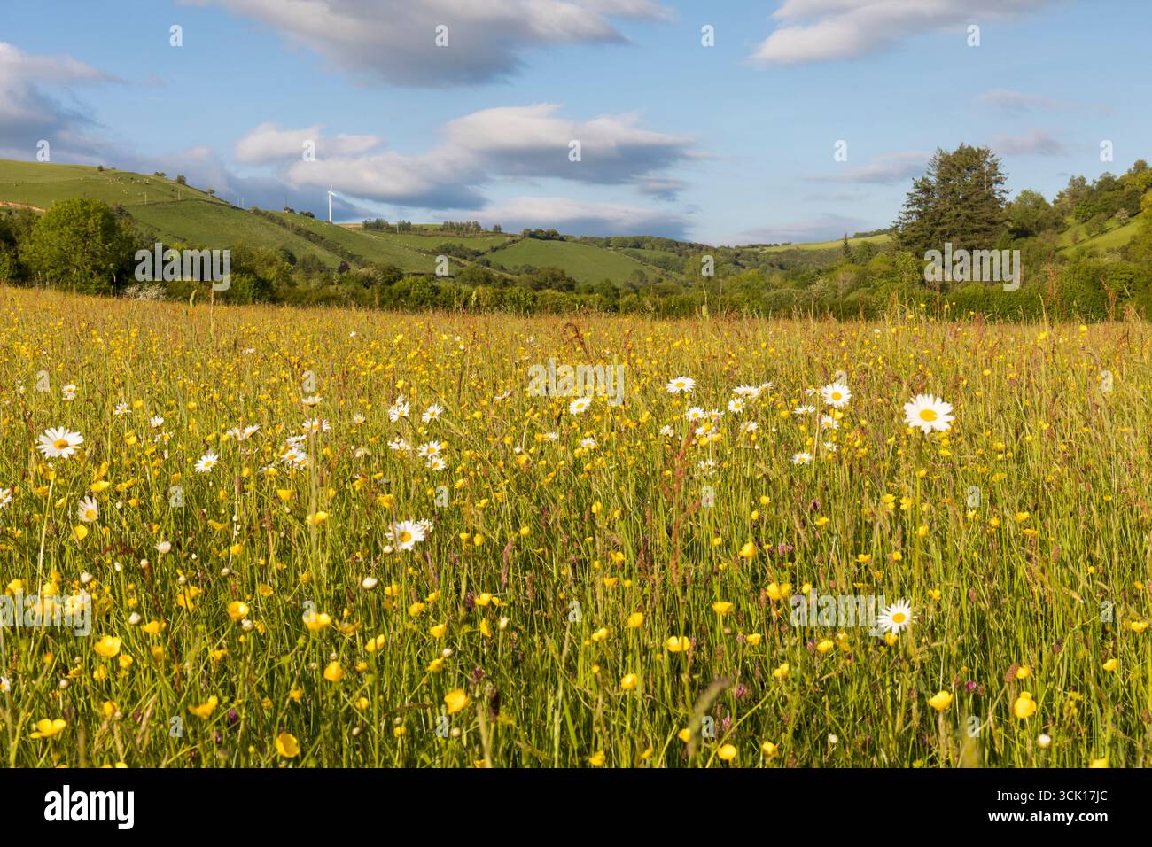 Ochsenaugen-Daisies und Butterblumen blühen auf einer Heuwiese auf einer Bio-Farm. Powys, Wales. Juni. Stockfoto