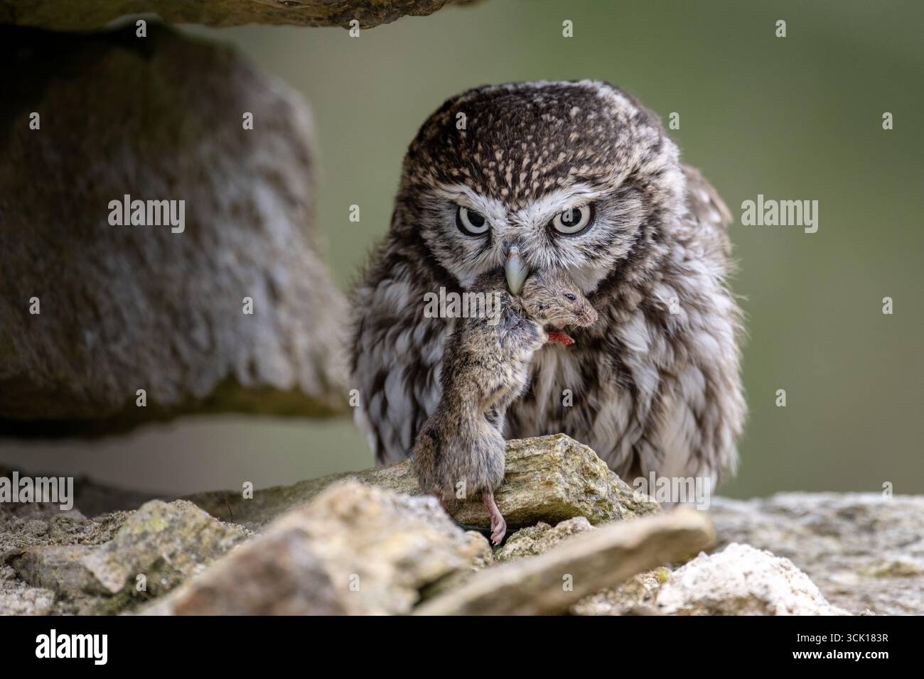 Nahaufnahmeporträt einer wilden kleinen Eule mit hellgelben Augen und Flecken. Stockfoto