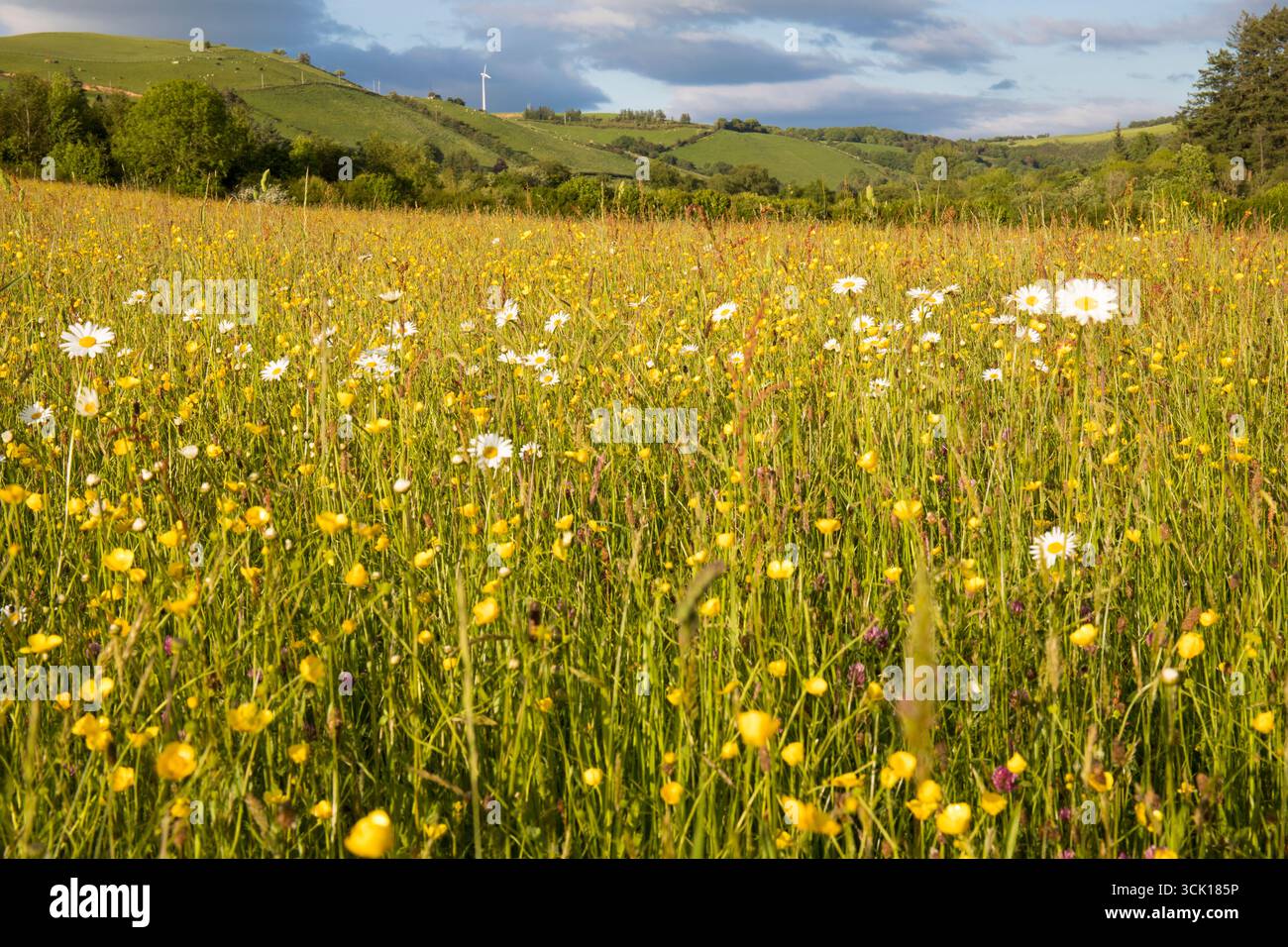 Ochsenaugen-Daisies und Butterblumen blühen auf einer Heuwiese auf einer Bio-Farm. Powys, Wales. Juni. Stockfoto