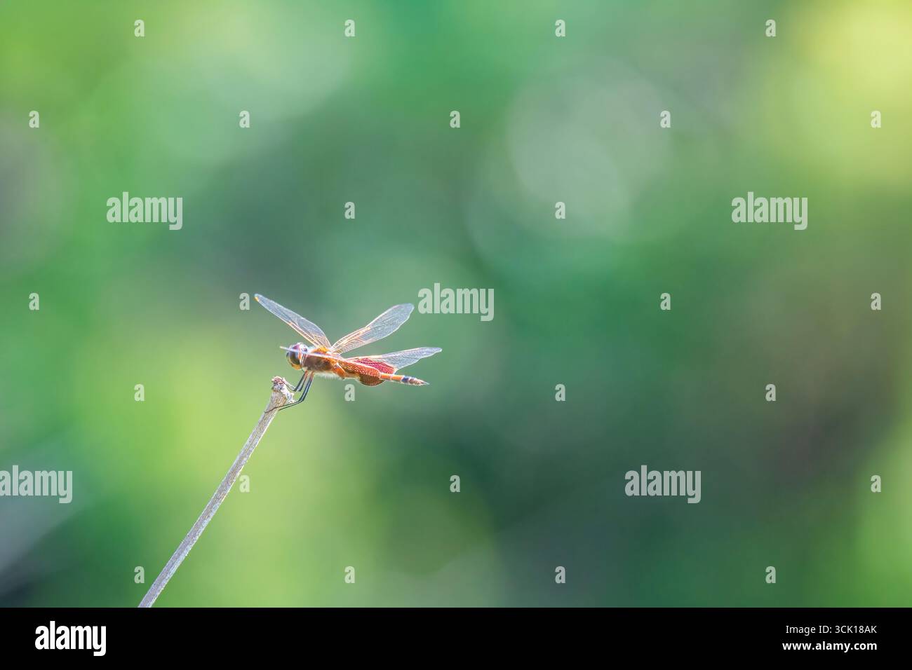 Die rote und braune Libelle liegt auf einem Zweig Stockfoto