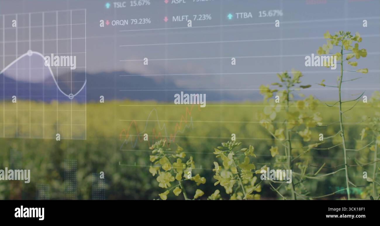 Anzeigen von Diagrammen und Prozenttickern auf digitaler Überlagerung über Rapspflanzen im Feld unter blauem Himmel Stockfoto
