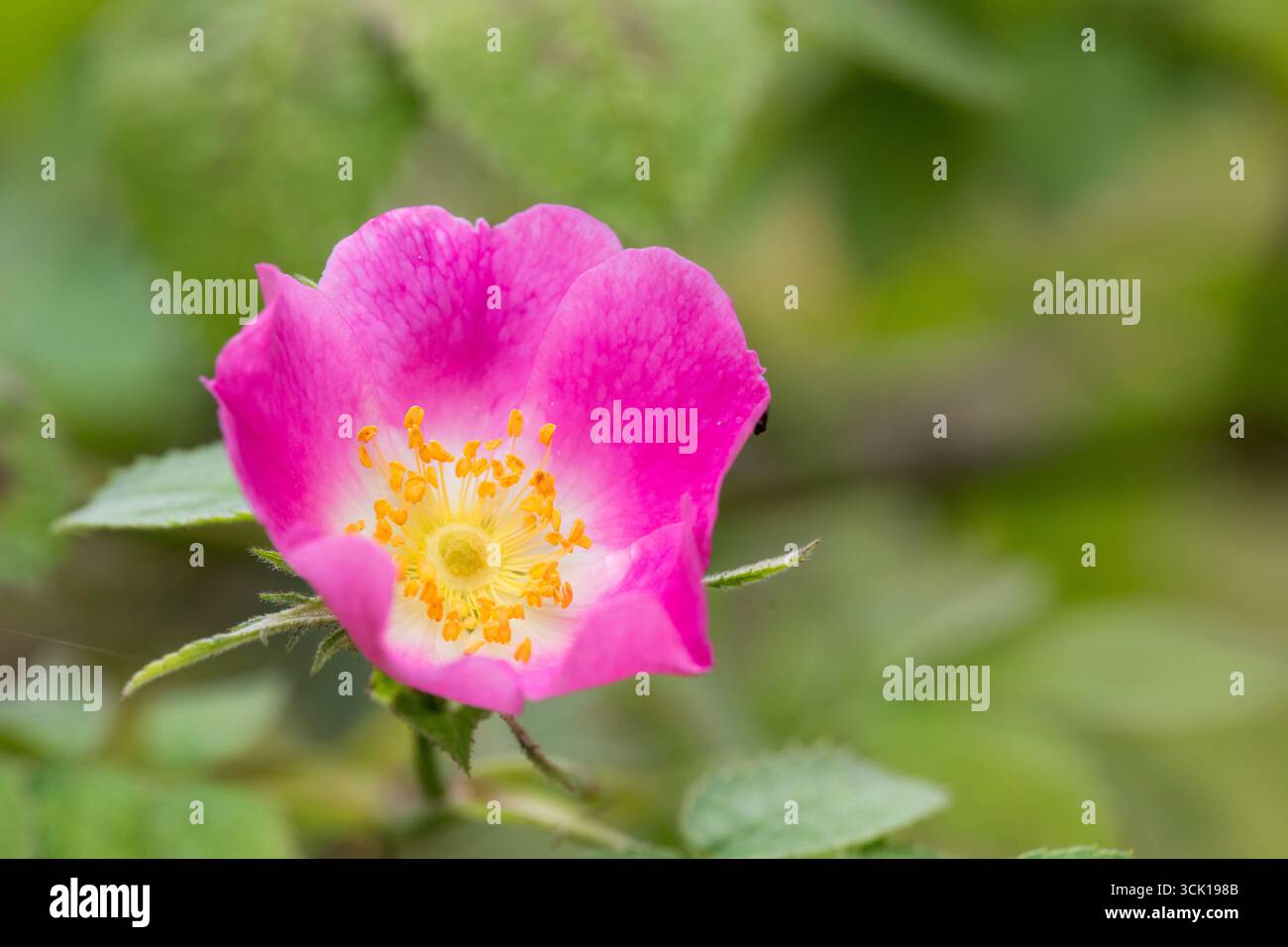 Sherard's Downy-Rose (Rosa Sherardii) blüht in einer Hecke. Powys, Wales. Juli. Stockfoto