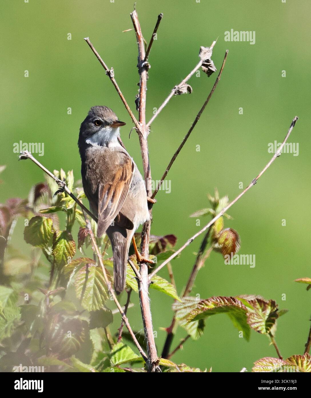 Eine Common White Throat (Curruca communis) in der Nähe seines Nestes in Cotswold Hills Gloucestershire, Großbritannien Stockfoto