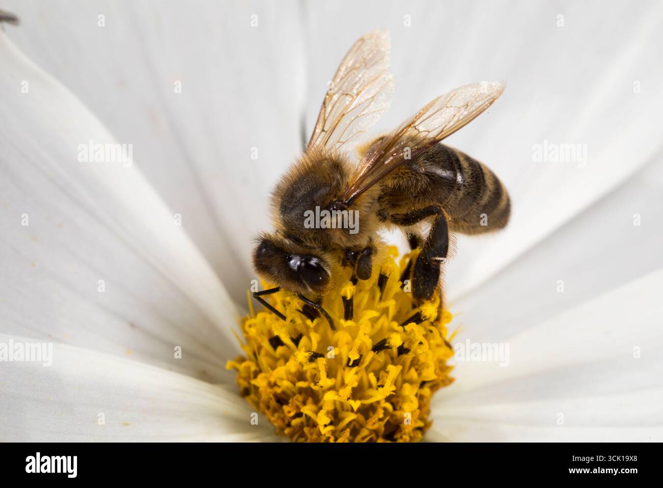 Honigbienenarbeiter (APIs mellifera) ernährt sich in einer Cosmos-Blume im Garten. Powys, Wales. August. Stockfoto
