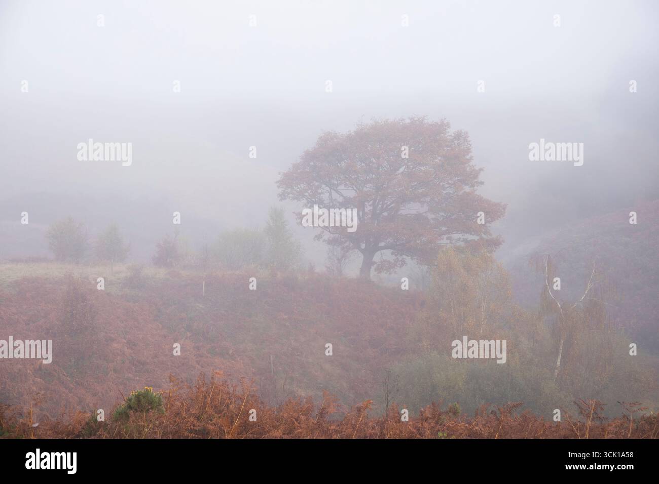 Einsame Eiche (Quercus petraea) an einem nebeligen Herbstmorgen. Powys, Wales. Oktober. Stockfoto