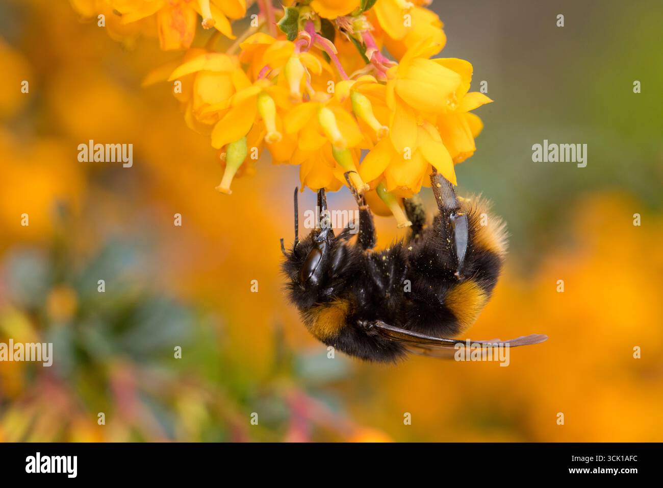 Die frühe Hummel (Bombus pratorum) ist Weltbürger. Die Fütterung von Berberis darwinii-Blüten im Garten. Powys, Wales. April. Stockfoto