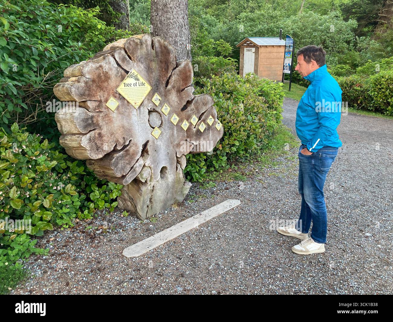 Querschnitt durch eine alte Zedernbäume im Big Beach Picnic Park in Ucluelet, Vancouver Island, British Columbia, Kanada Stockfoto