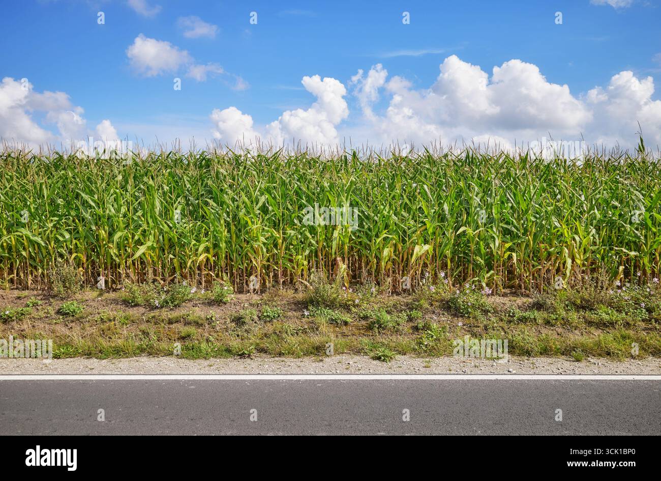 Maisfeld an der Straße an einem sonnigen Tag. Stockfoto