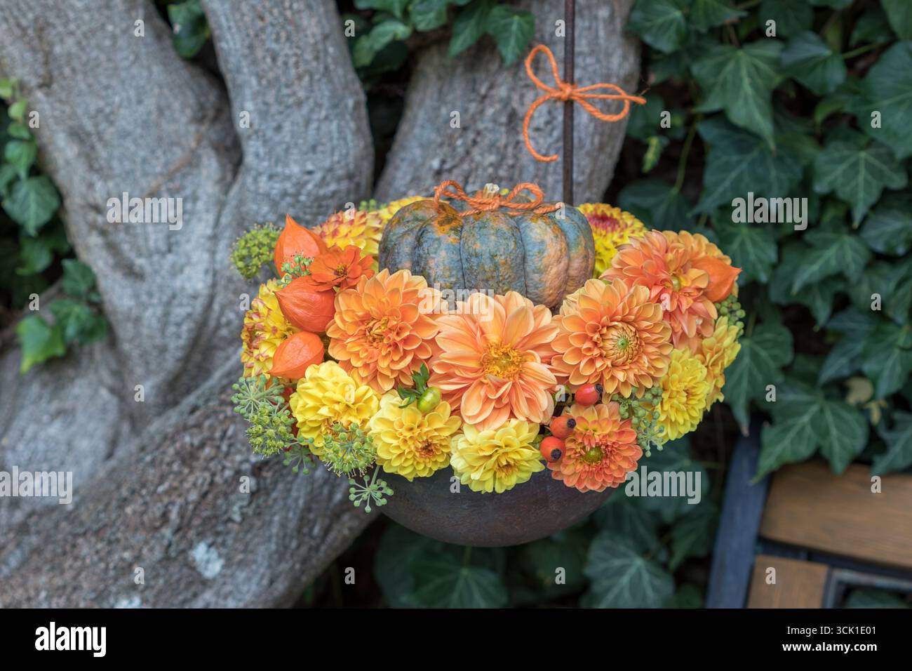 Blumenarrangement mit Kürbis, orange und gelbe Dahlien und Physalis in einem Kelch im Garten Stockfoto