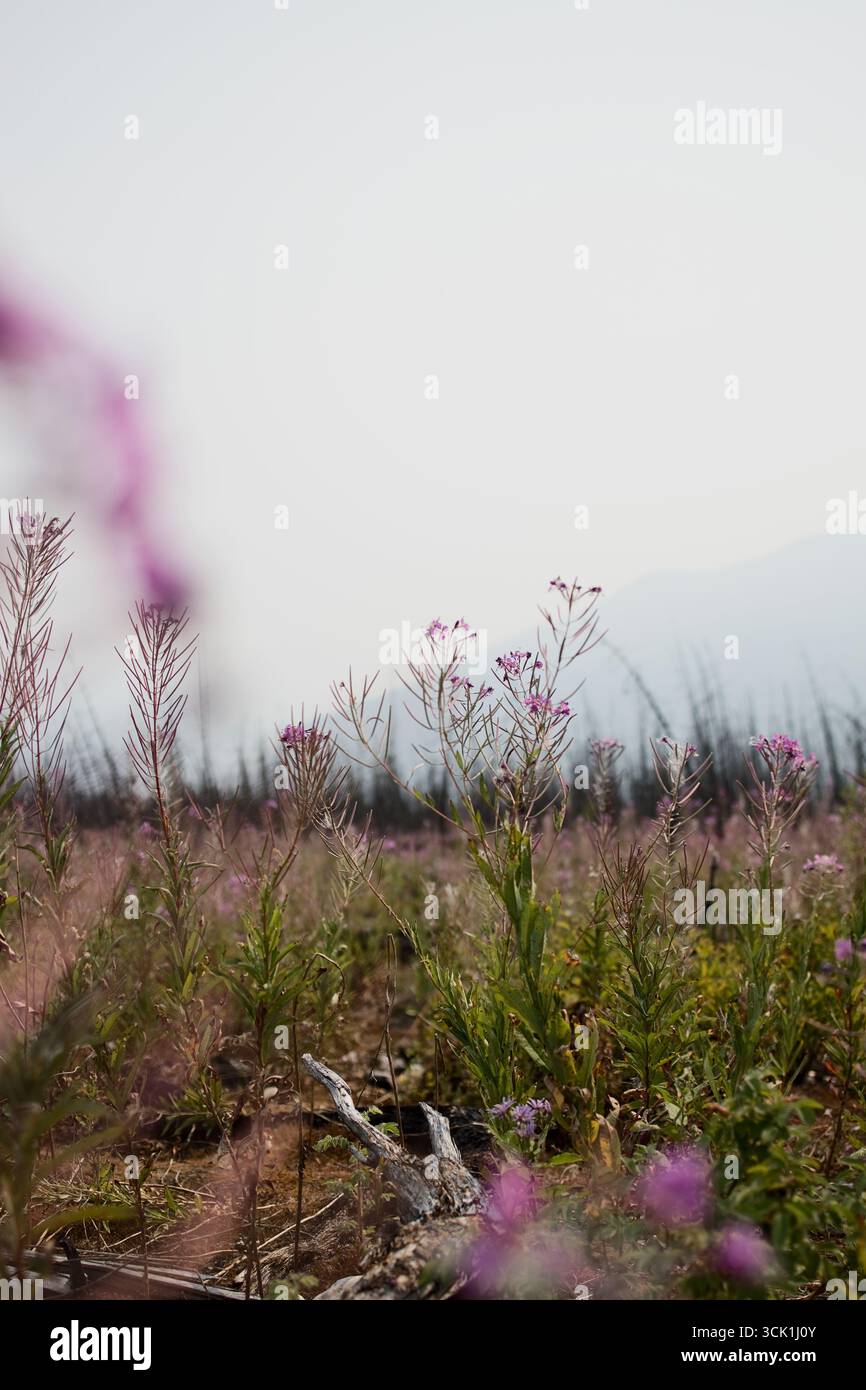 Nach einem Waldbrand in der Region Kootenay wird die Landschaft von Pionierpflanzen wie fireweed restauriert. Diese kolonisierenden Pflanzen reparieren den Schaden. Stockfoto