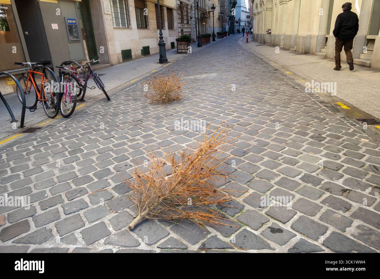 Verlassener Weihnachtsbaum in einer Budapester Straße. Budapest, Ungarn. Januar 2022. Stockfoto