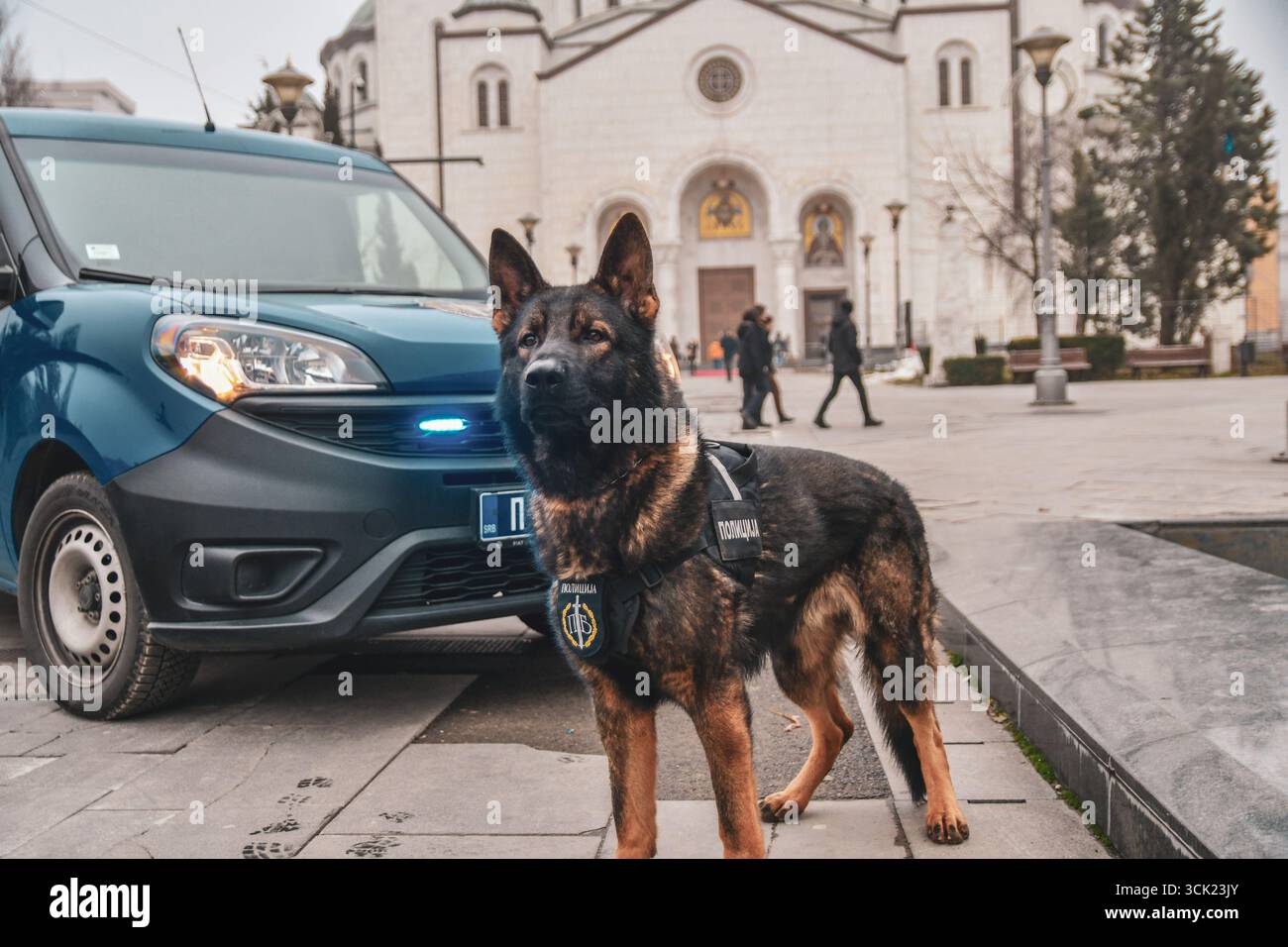 Polizeihund Deutscher Schäferhund posiert Stockfoto