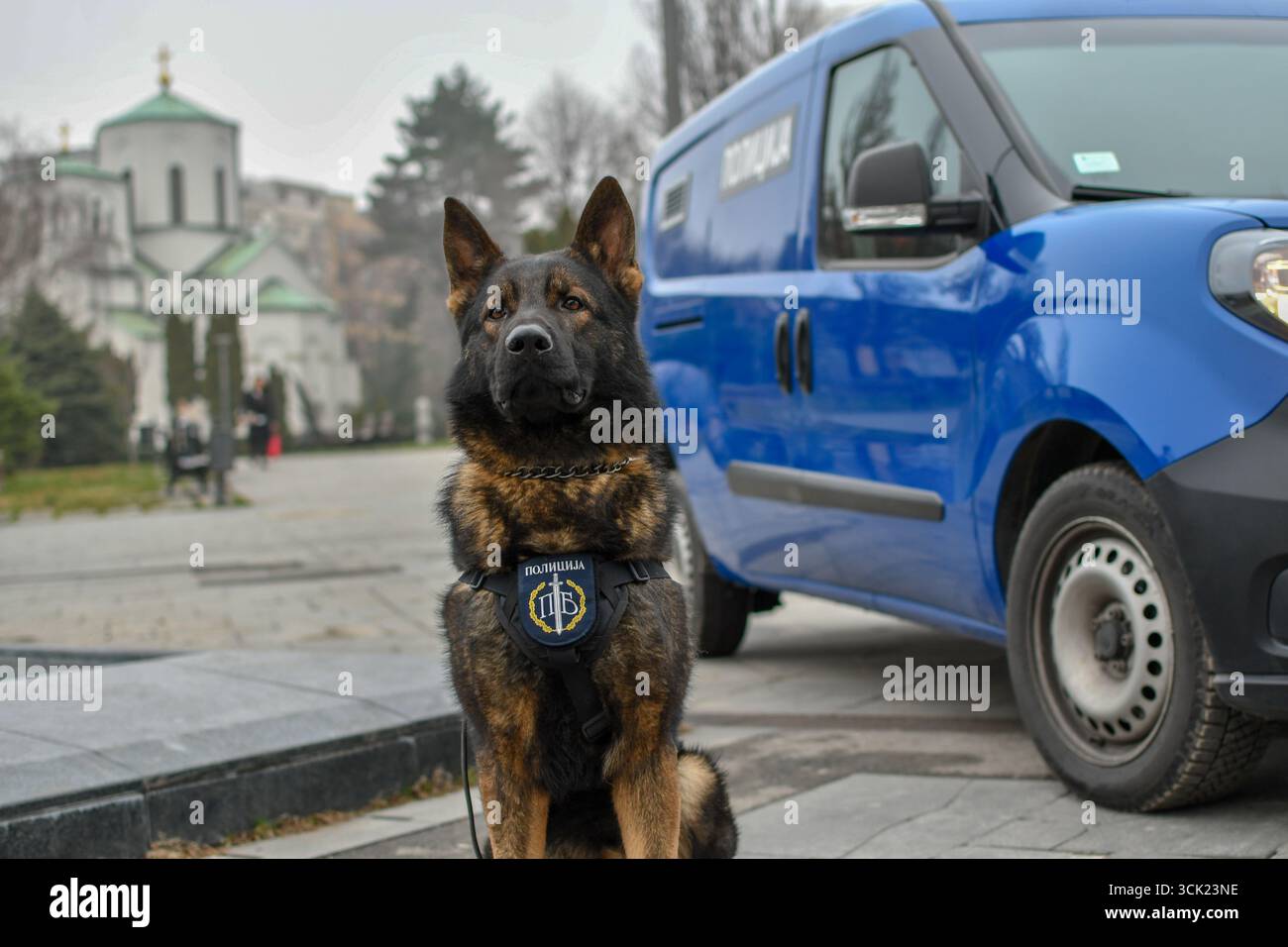 Polizeihund Deutscher Schäferhund posiert Stockfoto