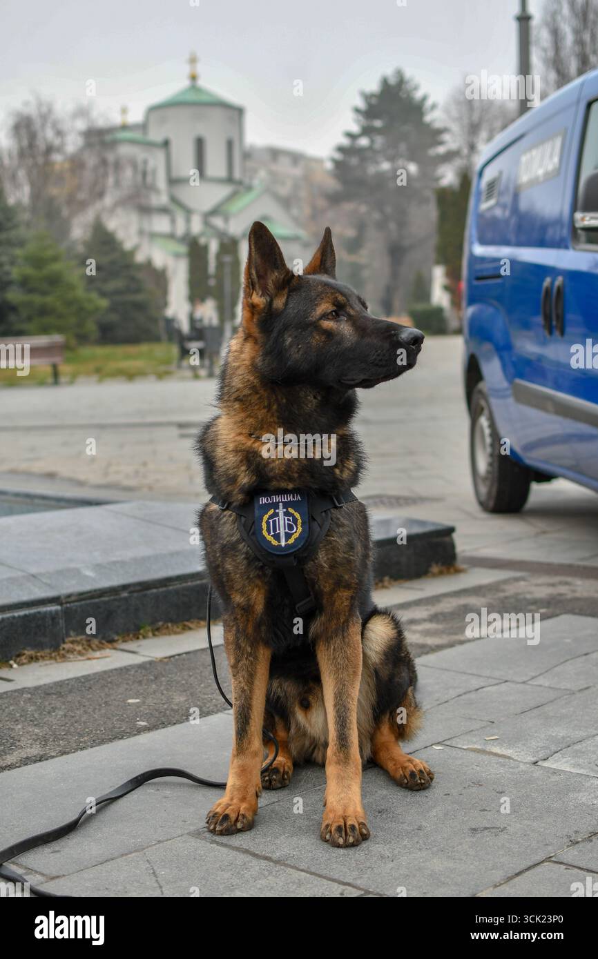 Polizeihund Deutscher Schäferhund posiert Stockfoto