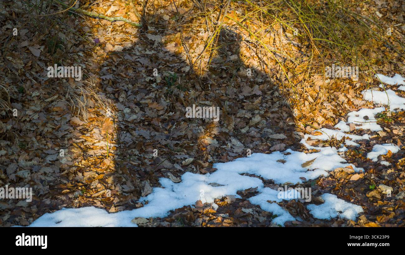 Schatten von zwei Menschen auf Blättern entlang eines Straßendamms. Stockfoto