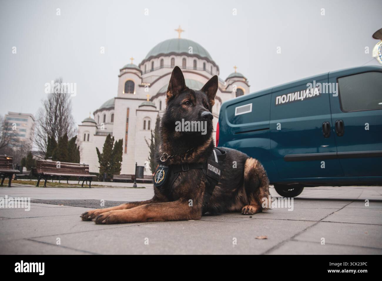 Polizeihund Deutscher Schäferhund posiert Stockfoto